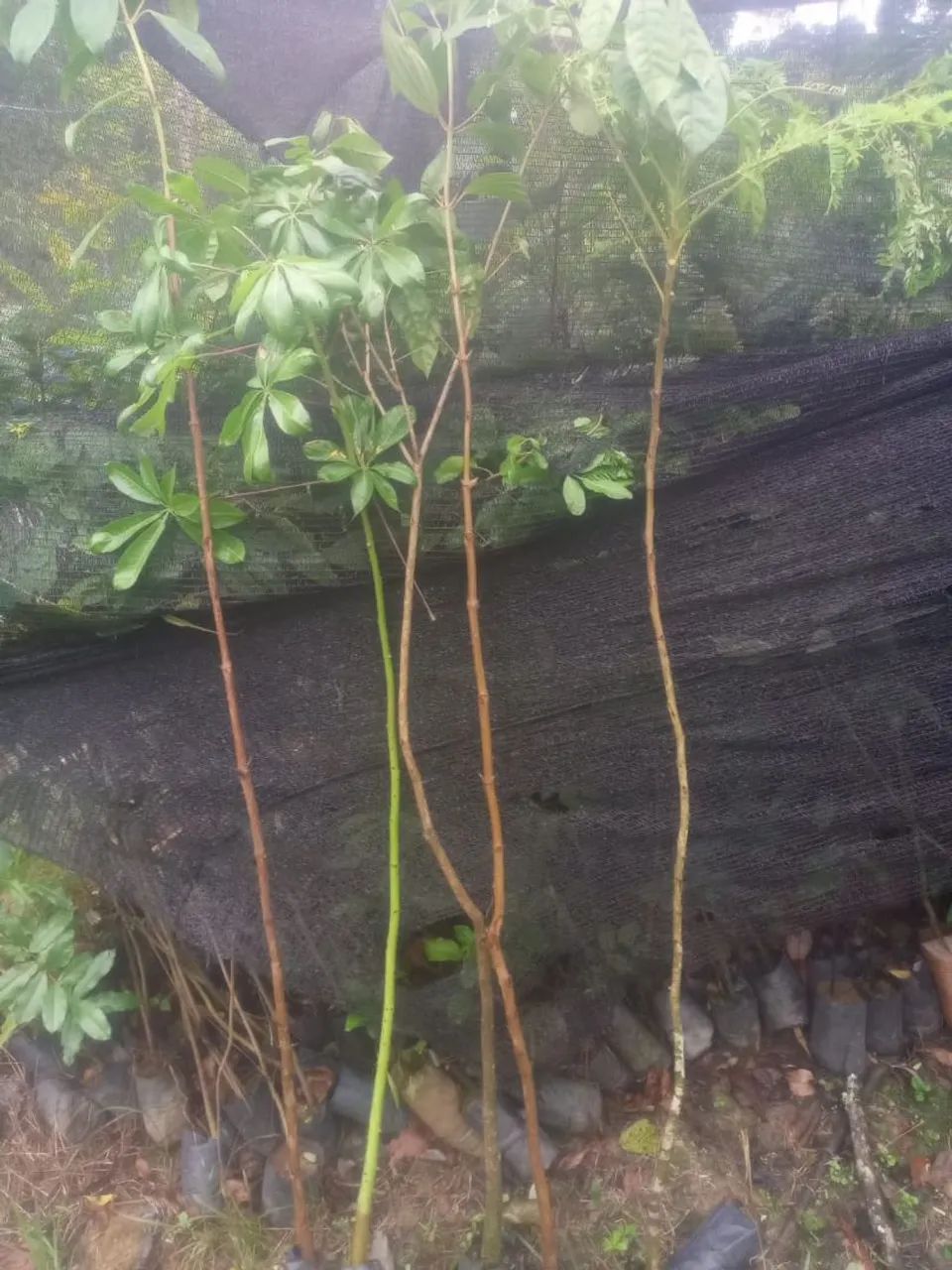 Mudas nativas para reposição ambiental - Foto 3