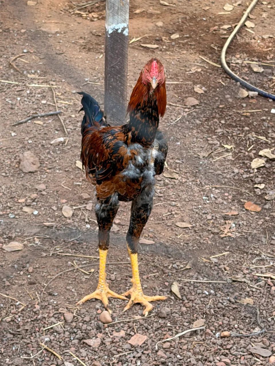 Frango caipira milho e pasto - Foto 4