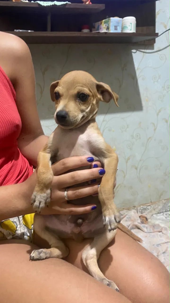 Doação de cachorro  - Foto 2