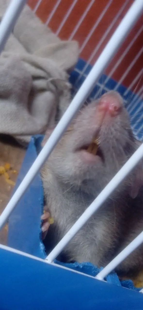 Rato Twister/Dumbo - Foto 6