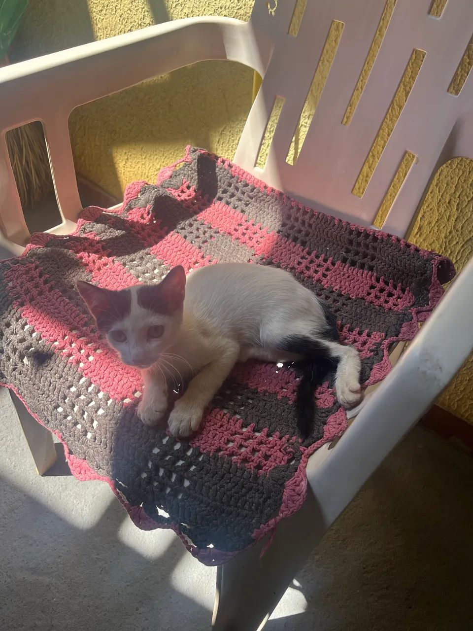Adoção de gatinha - Foto 3