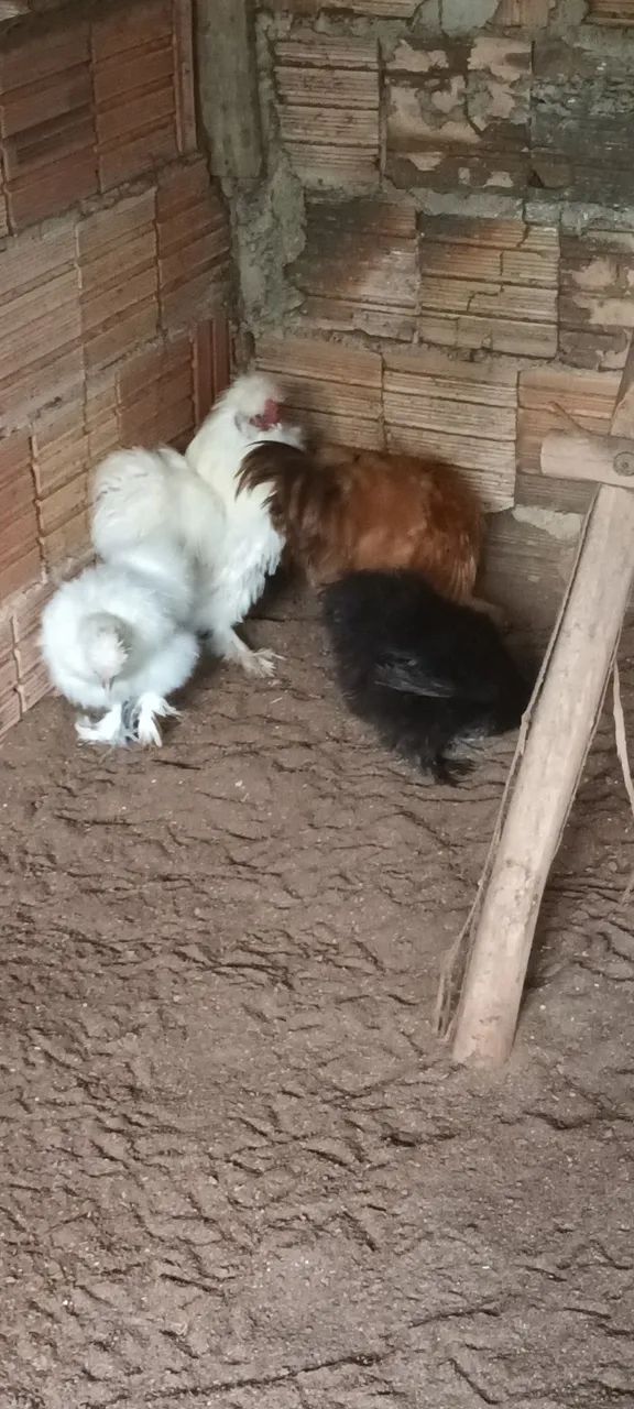 Sedosa do japao  - Foto 6