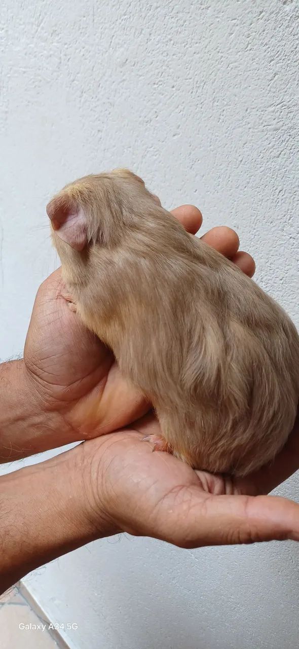 Porquinho da Índia Inglês Filhote Macho - Foto 2