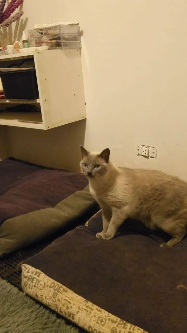 ADOÇÃO RESPONSÁVEL Gato Siamês Cinza e Branco CASTRADO - Foto 2