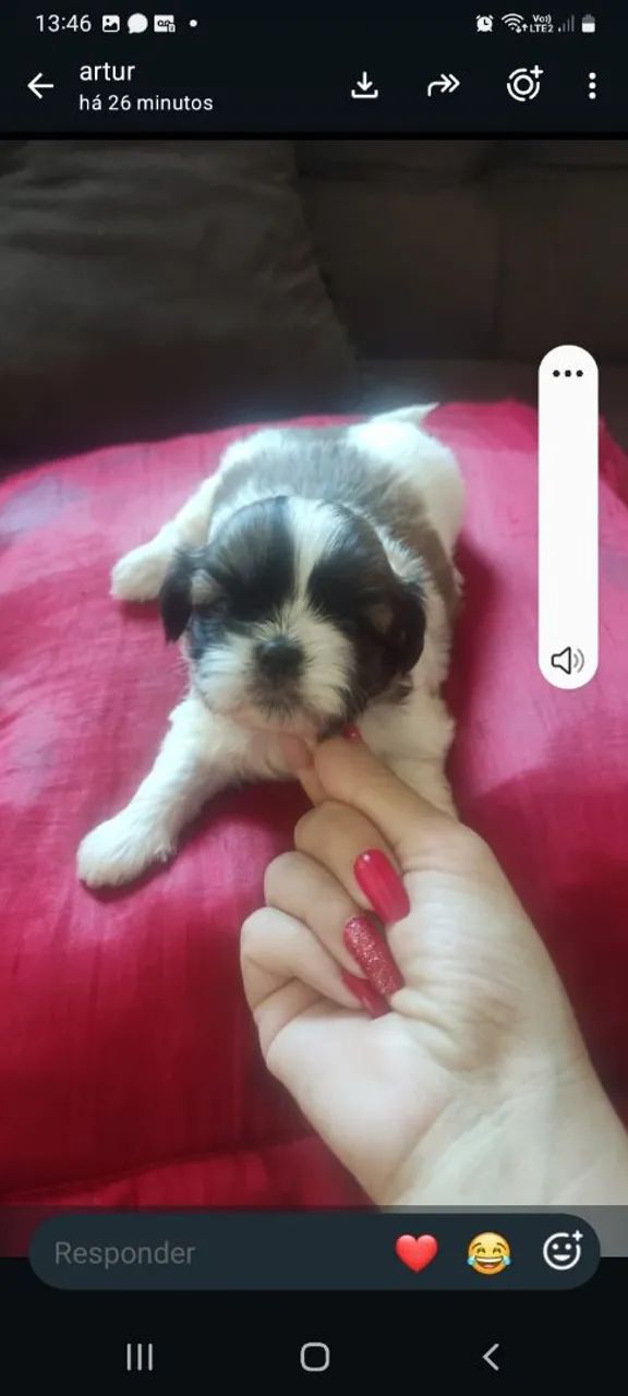 Shihtzu macho e fêmea  - Foto 2