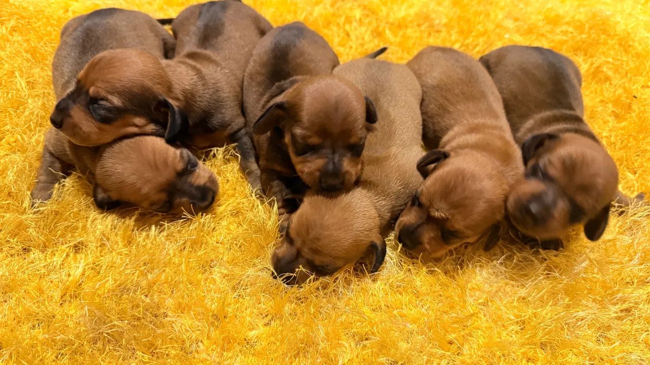 Cachorro  - Foto 3