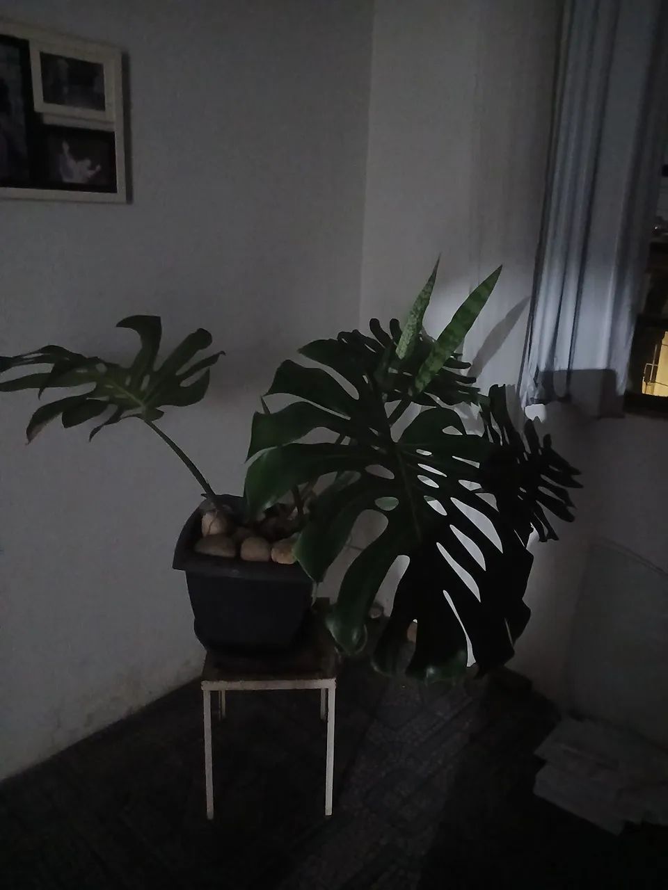 Linda costela de  Adão!!!! - Foto 2