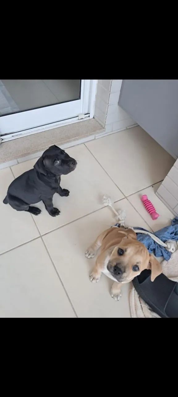 American bully 
