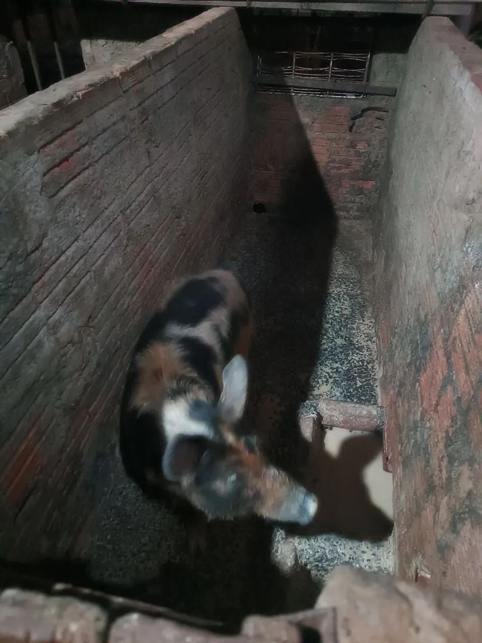 Vendo leitões 