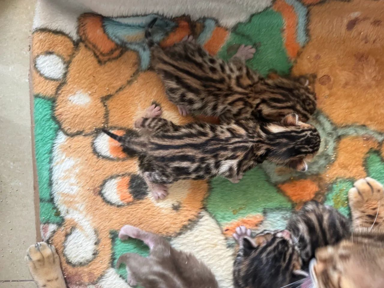 Filhotes de Bengal mini onça  - Foto 2
