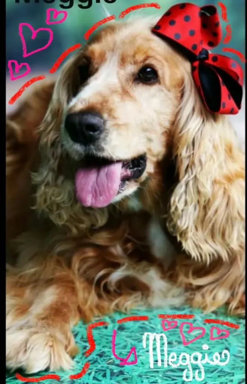 COCKER SPANIEL INGLÊS MARAVILHOSOS