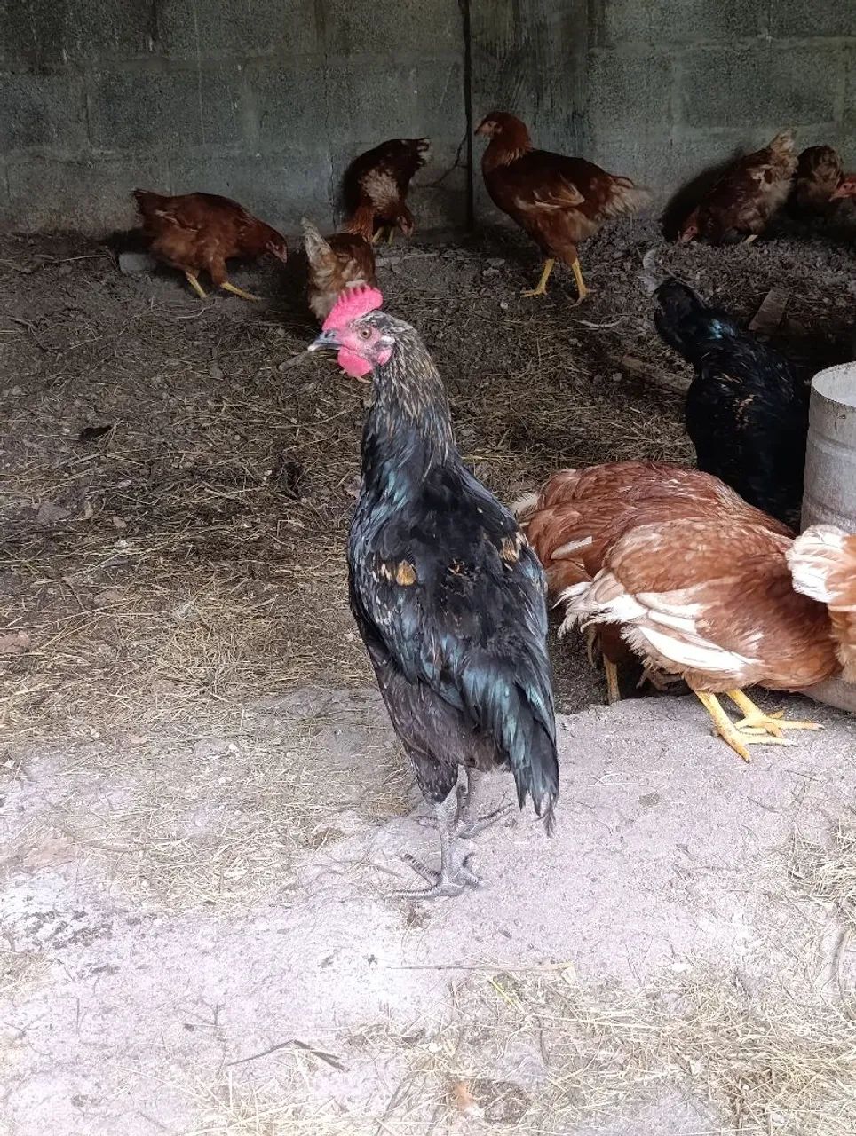 Frangas e galos  - Foto 6