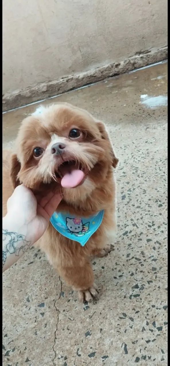 Shihtzu  - Foto 3