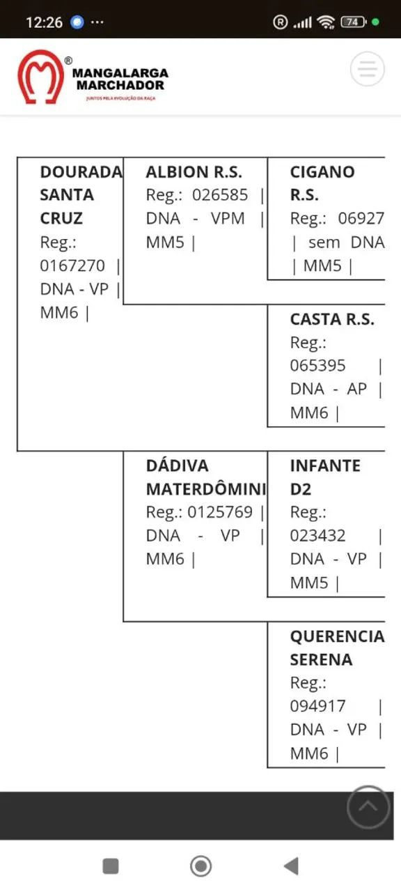 Potra mangalarga  - Foto 4