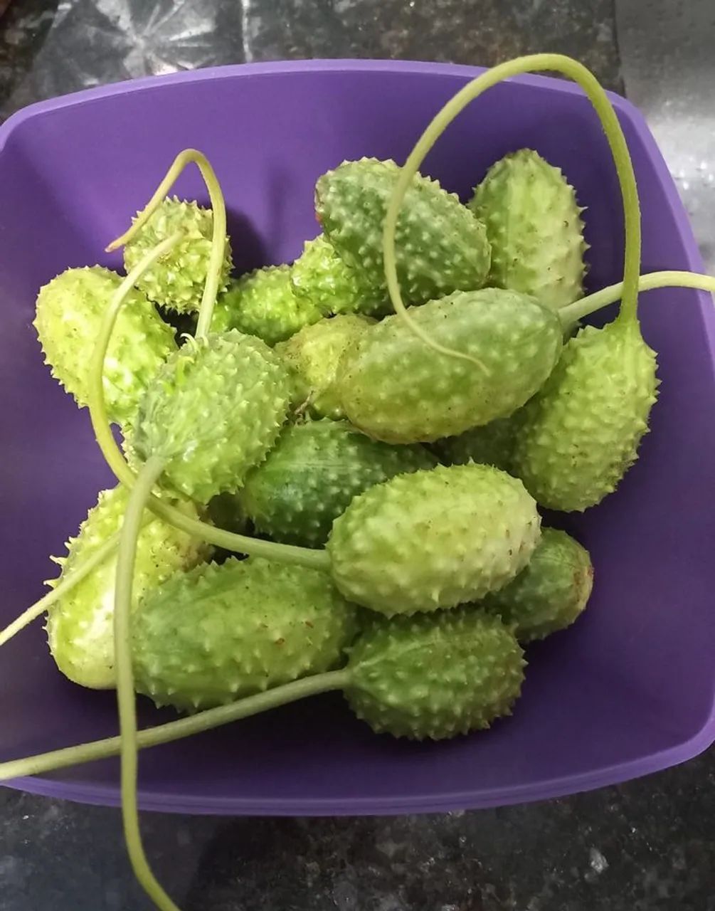 ?Vende-se maxixe? - Foto 6