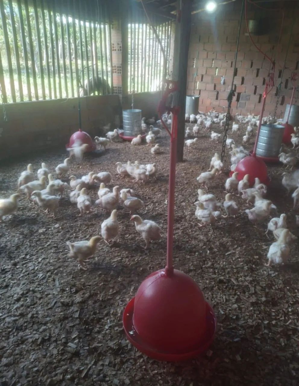 Pinto de granja 300$ a caixa com 100  - Foto 4