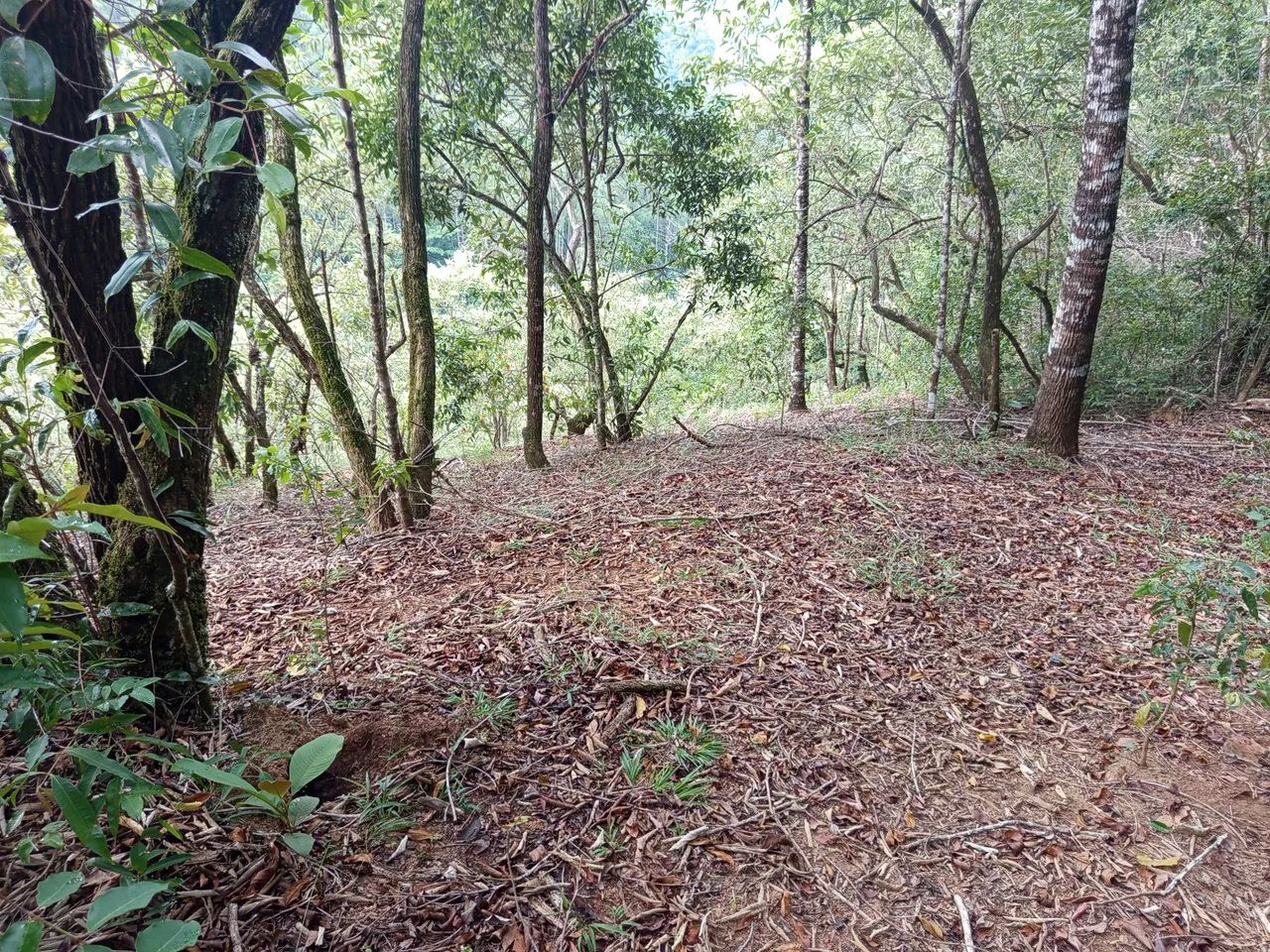 Terreno 4 alqueires  - Foto 3