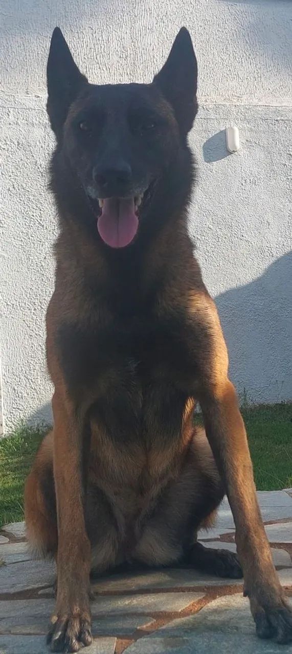Pastor malinois 