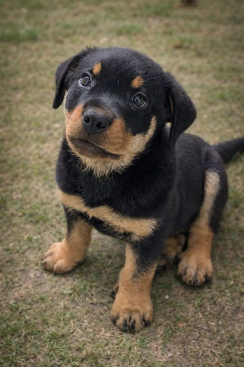 Rottweiler Filhotes 30 anos de tradição na raça  - Foto 3