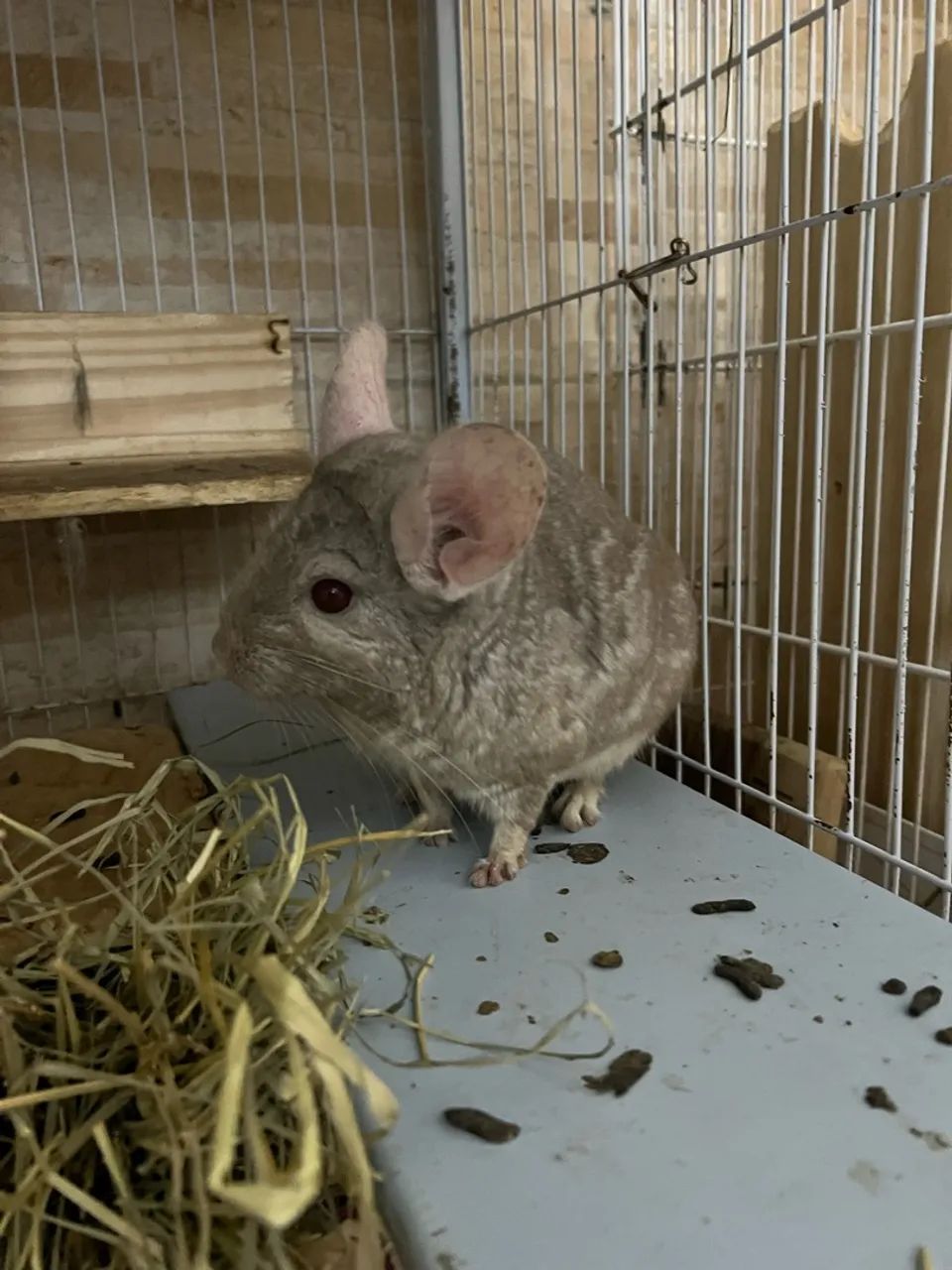 Chinchila macho  - Foto 3