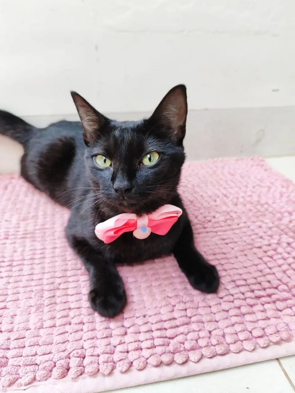 Gatinha Adoção 