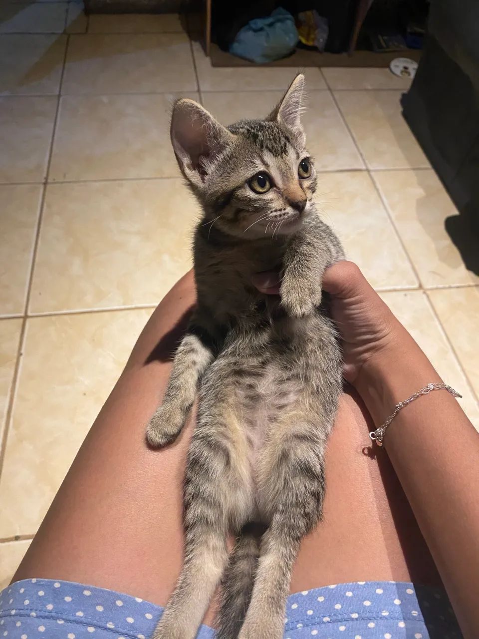 Doação de gatos - Foto 3