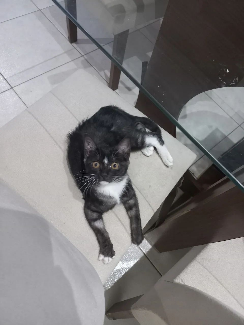 Adoção 