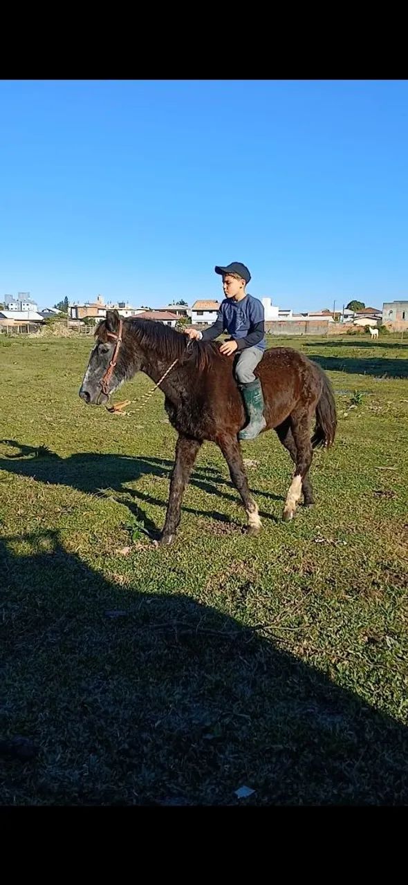 Cavalo  - Foto 3
