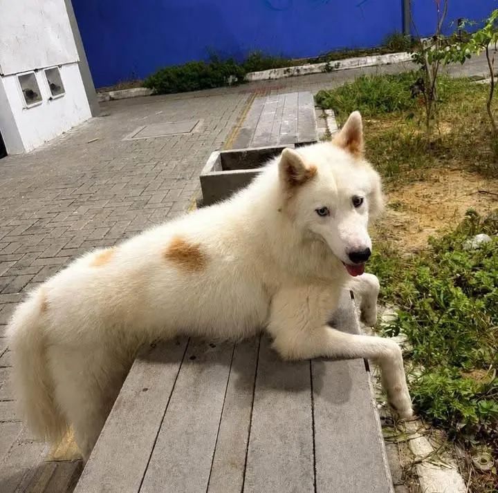 Husky Siberiano e disponível 