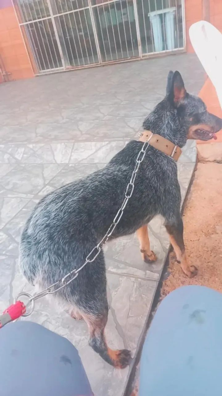 DOAÇÃO estou indo embora não posso levar 