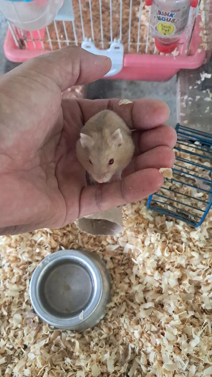 Hamster Anão Russo Lindos filhotes