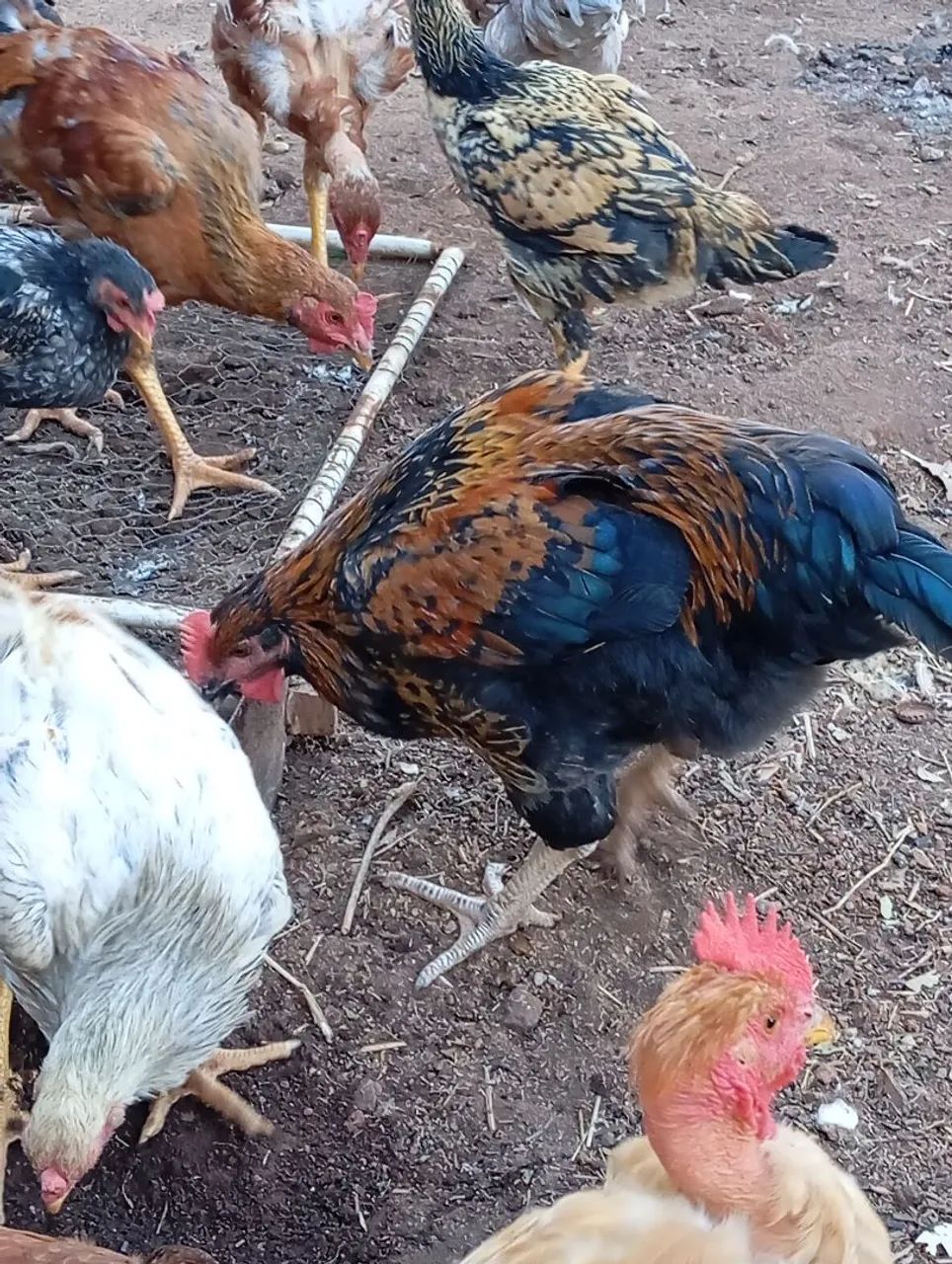 Frango canadense  - Foto 5