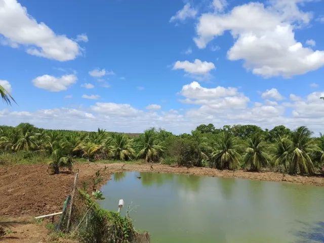 Lindo Sítio Produtivo de 30.000m2 no Centro de Pentecoste - Foto 5