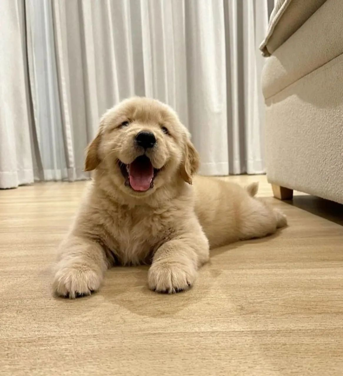 Golden 