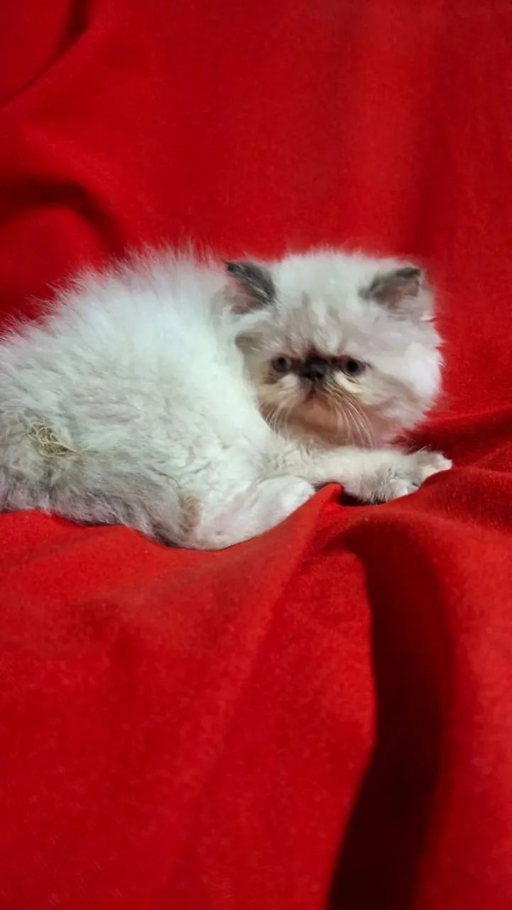 Gato - Foto 2