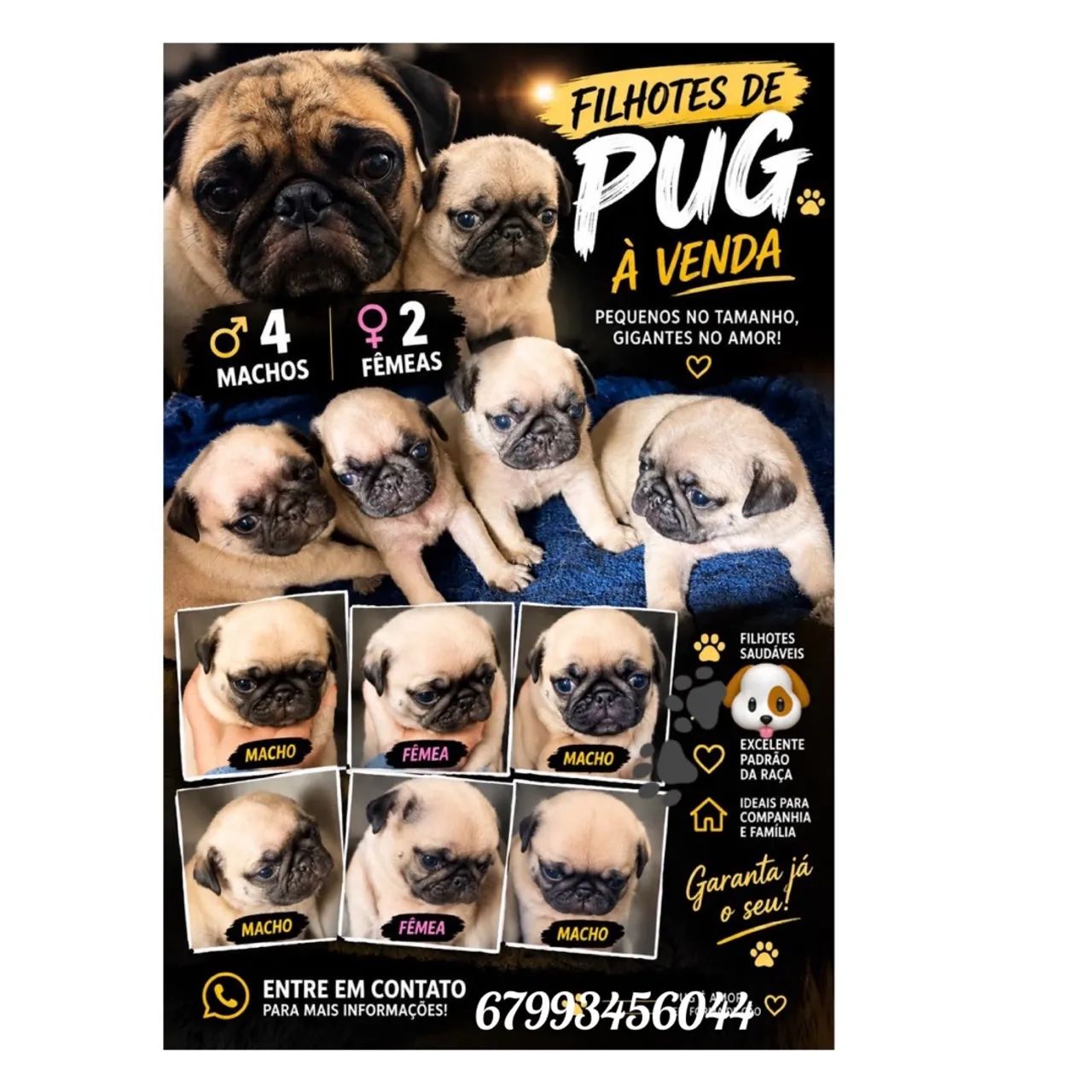 Pug