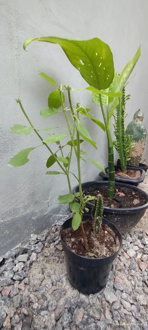 Kit com várias plantas.  - Foto 3