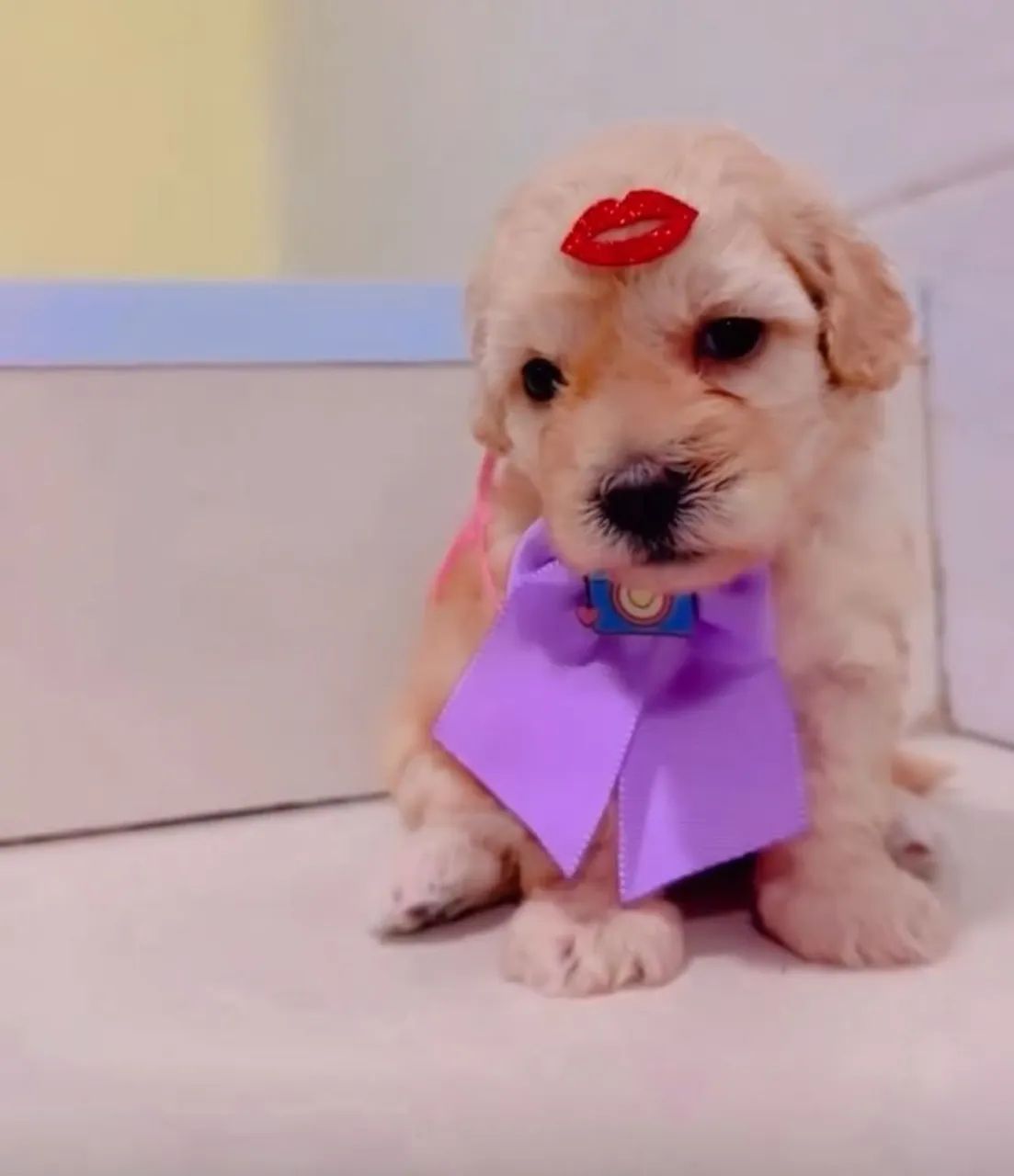 Poodle - Foto 2