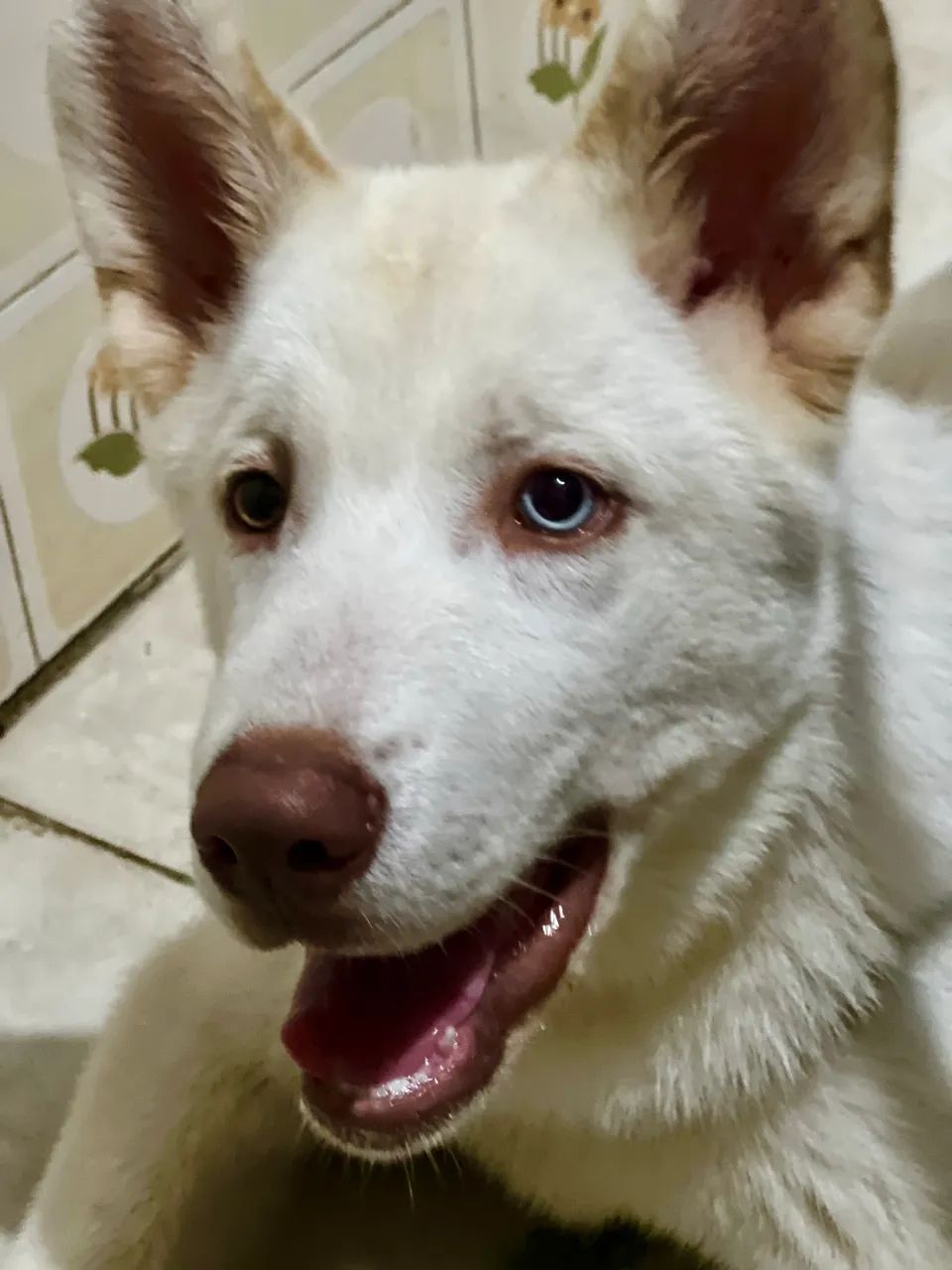 DOAÇÃO FILHOTE HUSKY SIBERIANO 
