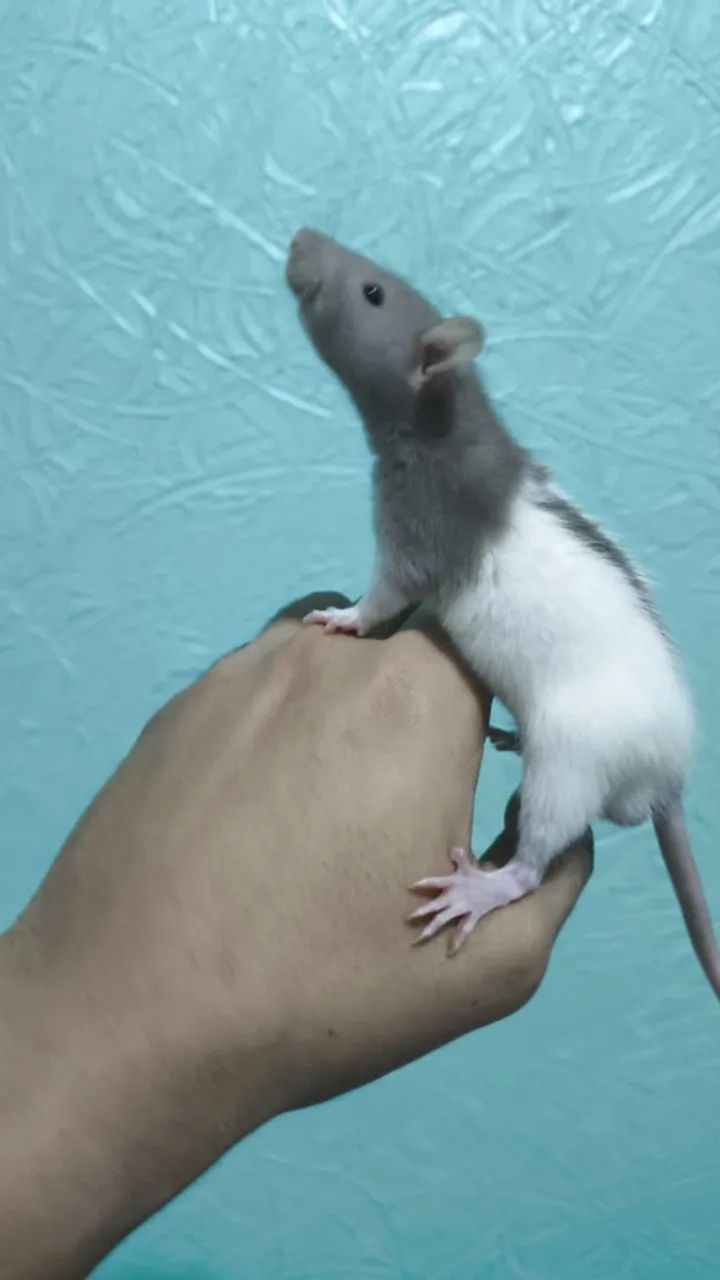 Ratos - Foto 4