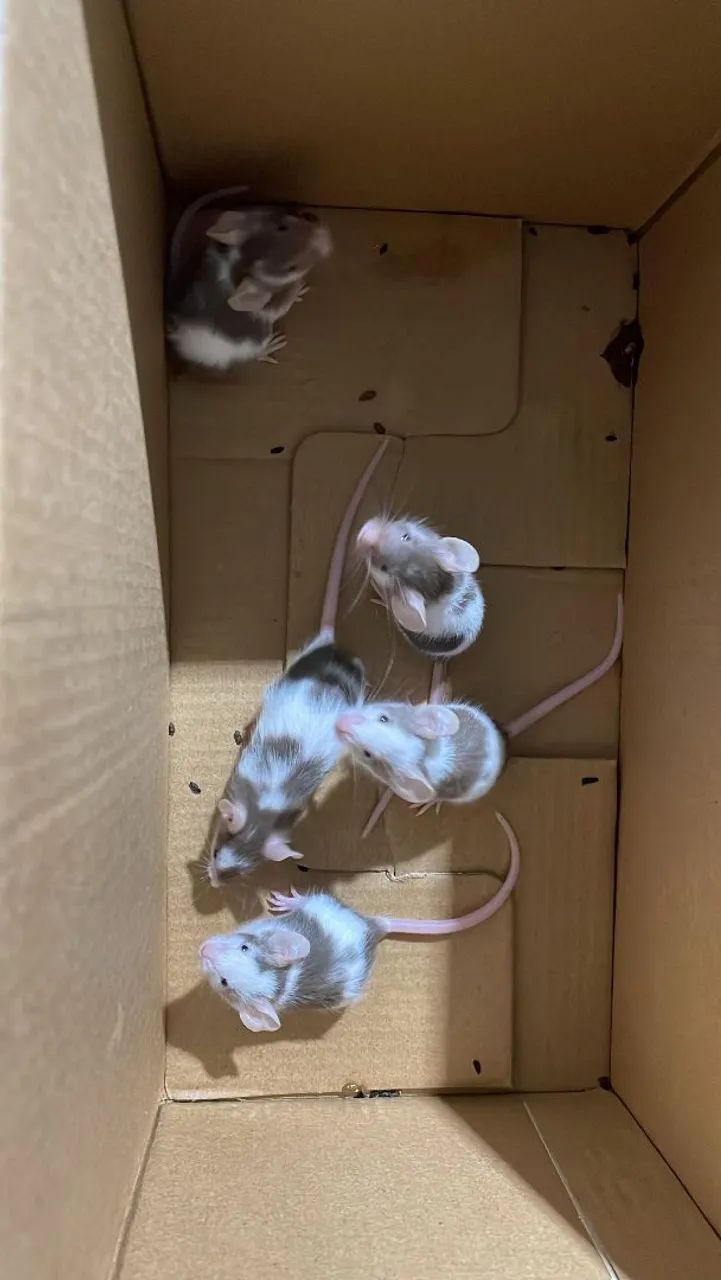 Vendo Mini mouse 
