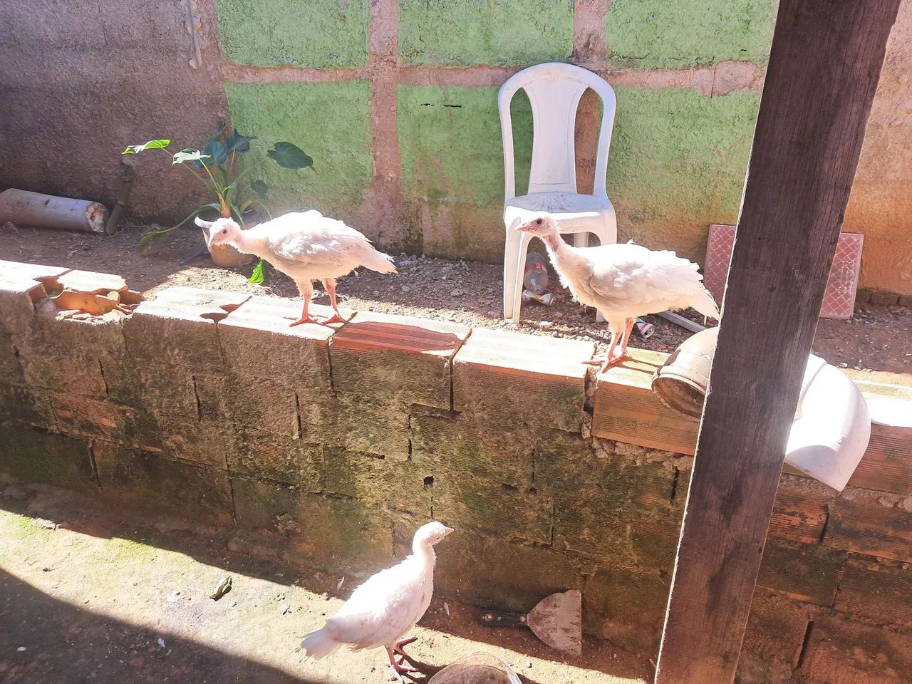 Perú  - Foto 2