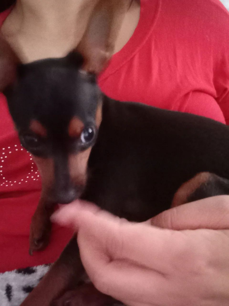 Fêmea filhote de pincher  - Foto 3