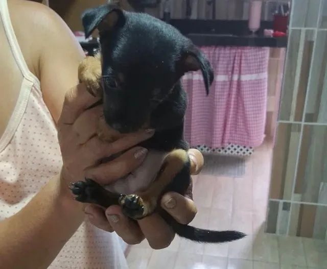 Cachorro Pinscher número 1