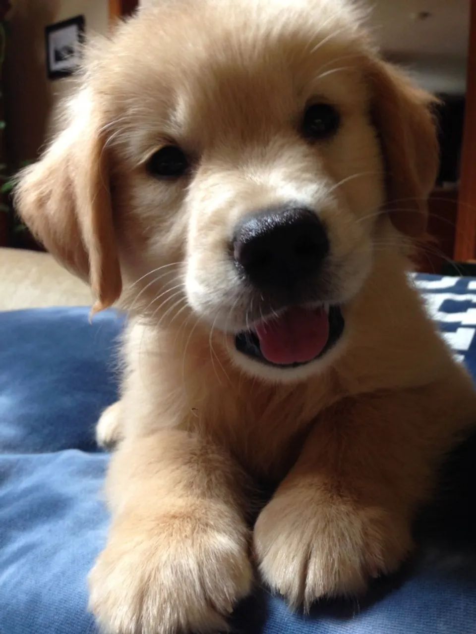 Cachorro 