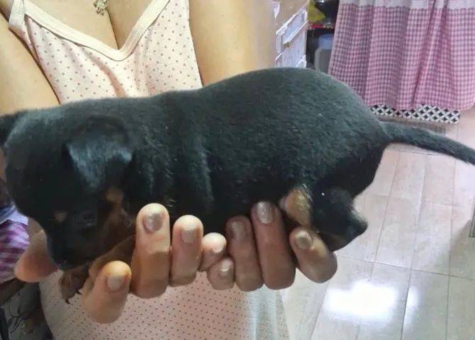 Cachorro Pinscher número 1 - Foto 2