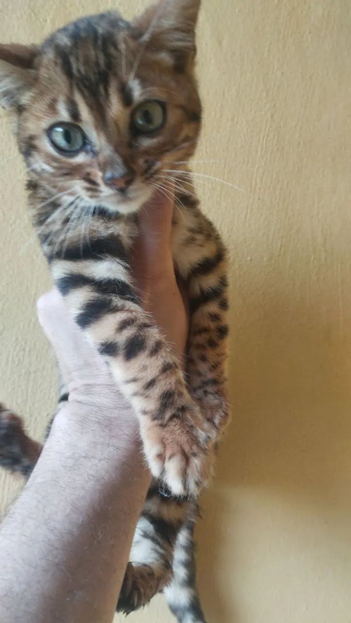 Bengal  - Foto 3