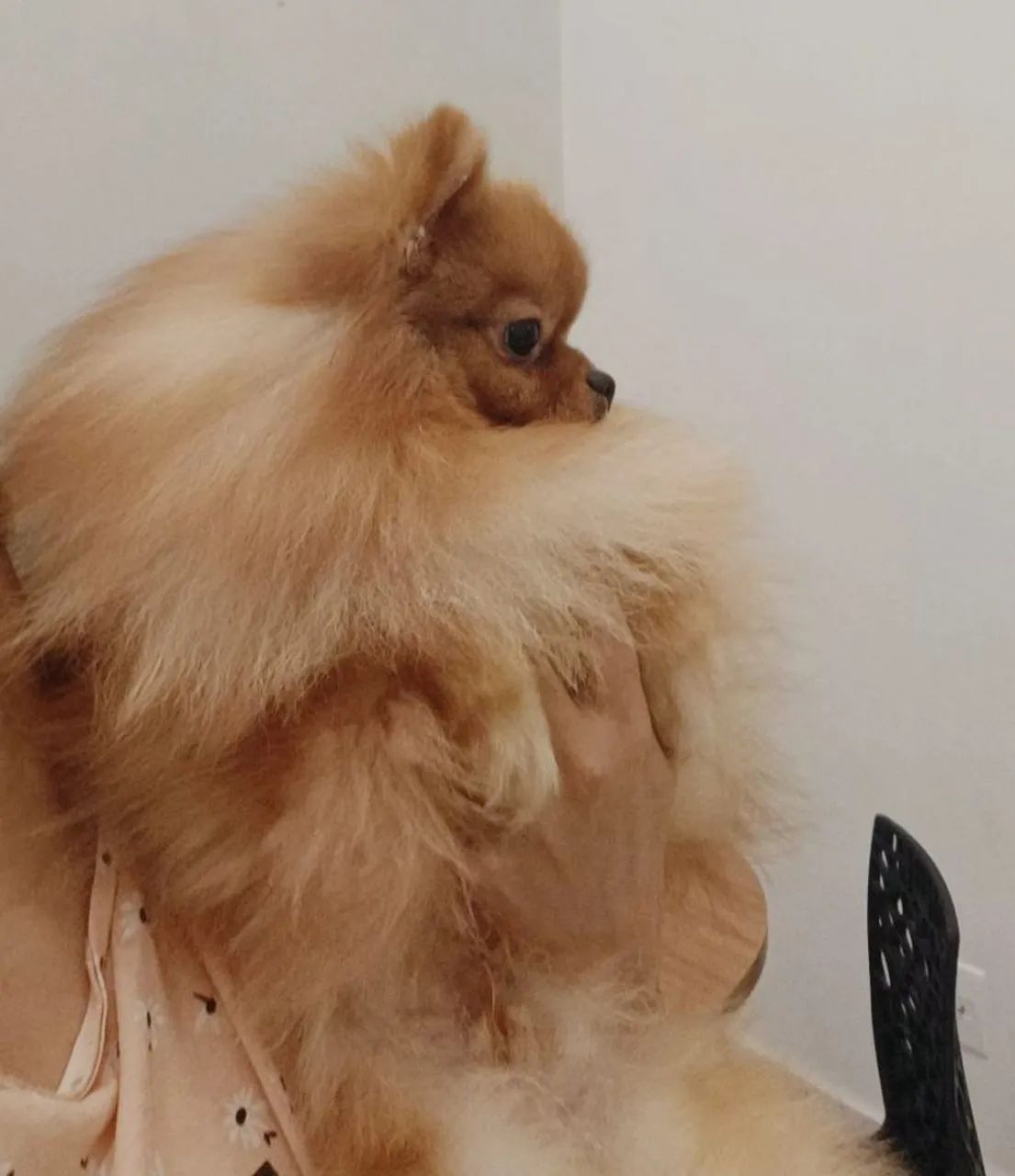 Lulu da pomerania ursinho para cruza - Foto 3