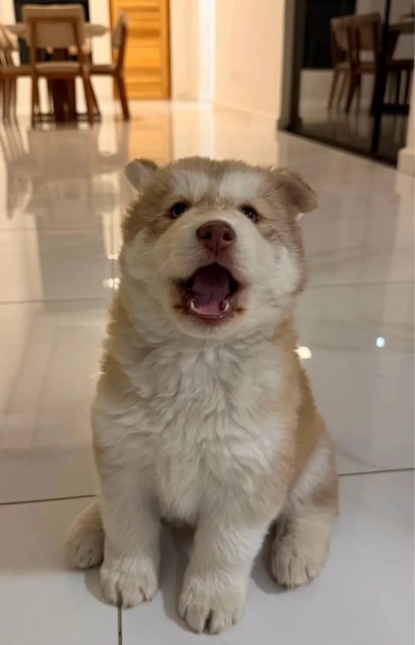 Cachorro bebê para doação  - Foto 2