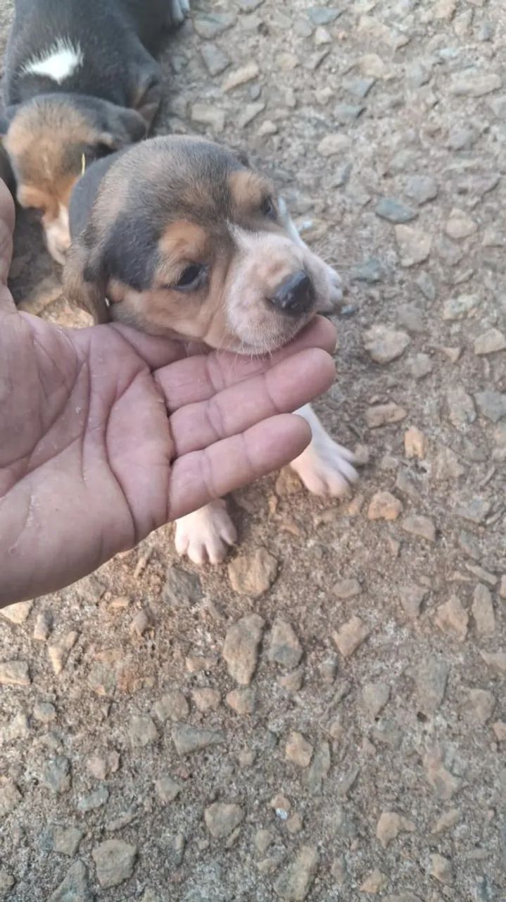 Beagle